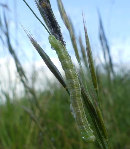 Eremobia ochroleuca